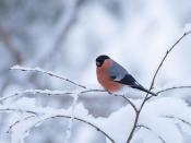 <p>The orange chest of this eurasian bullfinch stands proud against the white snow. </p>