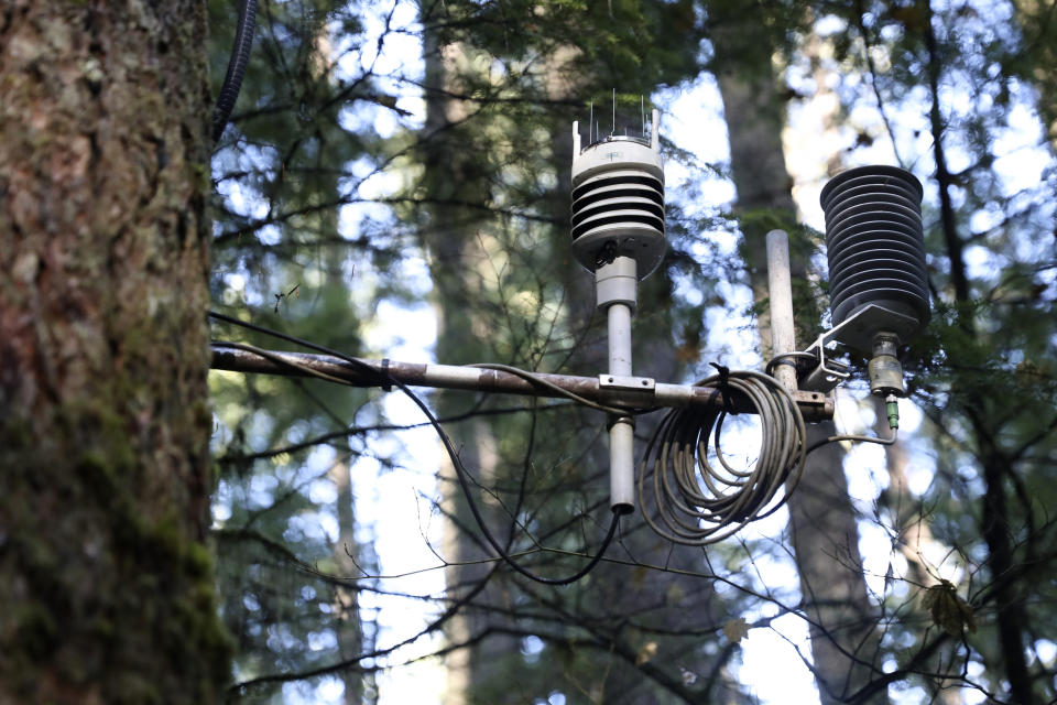 Environmental Protection Agency weather monitoring equipment is attached to a tree in the Willamette National Forest, Ore., Friday, Oct. 27, 2023. Scientists are investigating what they say is a new, woefully underestimated threat to the world’s plants: climate change-driven extreme heat. (AP Photo/Amanda Loman)