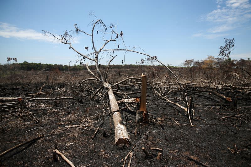 Se observan troncos carbonizados en un tramo de las llanuras del Yarí, que se quemó recientemente para obtener pastos, en Caquetá, Colombia