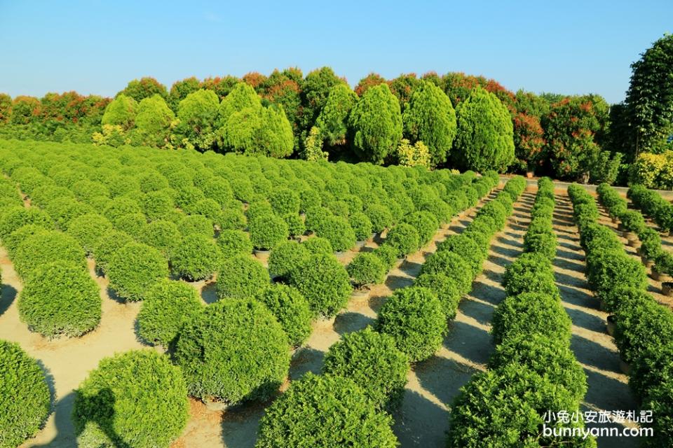 彰化田尾的波波草排列整齊有序，宛如一球球抹茶冰淇淋。圖/駐站達人-小兔小安旅遊札記