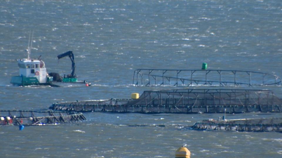 A Cooke Aquaculture fish-farm site.  