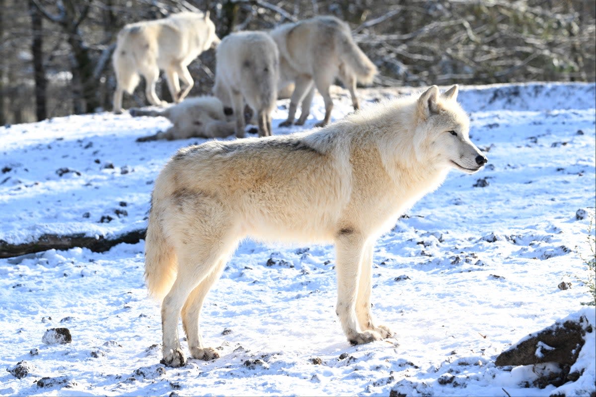 The park is home to arctic wolves (file image) (AFP via Getty Images)