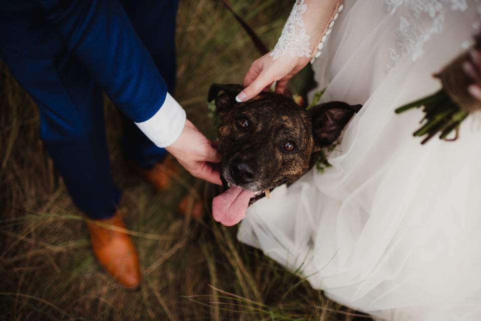 Bride in lace dress and groom in blue suit pet a happy dog ​​at a wedding