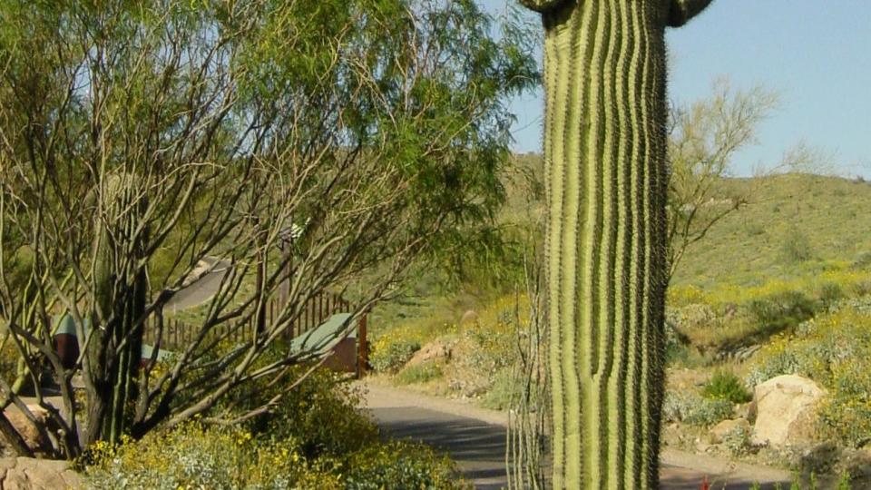 tall, perfectly shaped three arm saguaro cactus alongside a path in a desert landscape