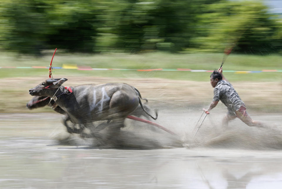 Water buffalo racing festival