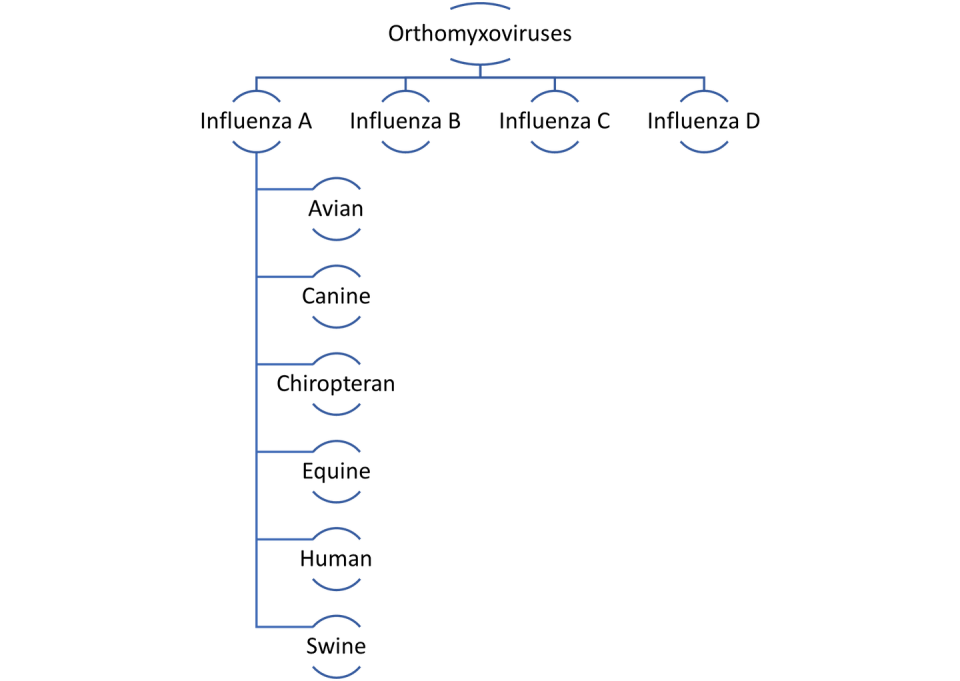 Influenza species and host-specific forms of Influenza A. (Sameer Elsayed), Author provided