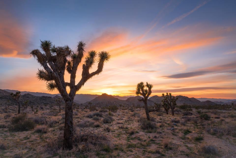 Desert landscape in Joshua Tree, California.