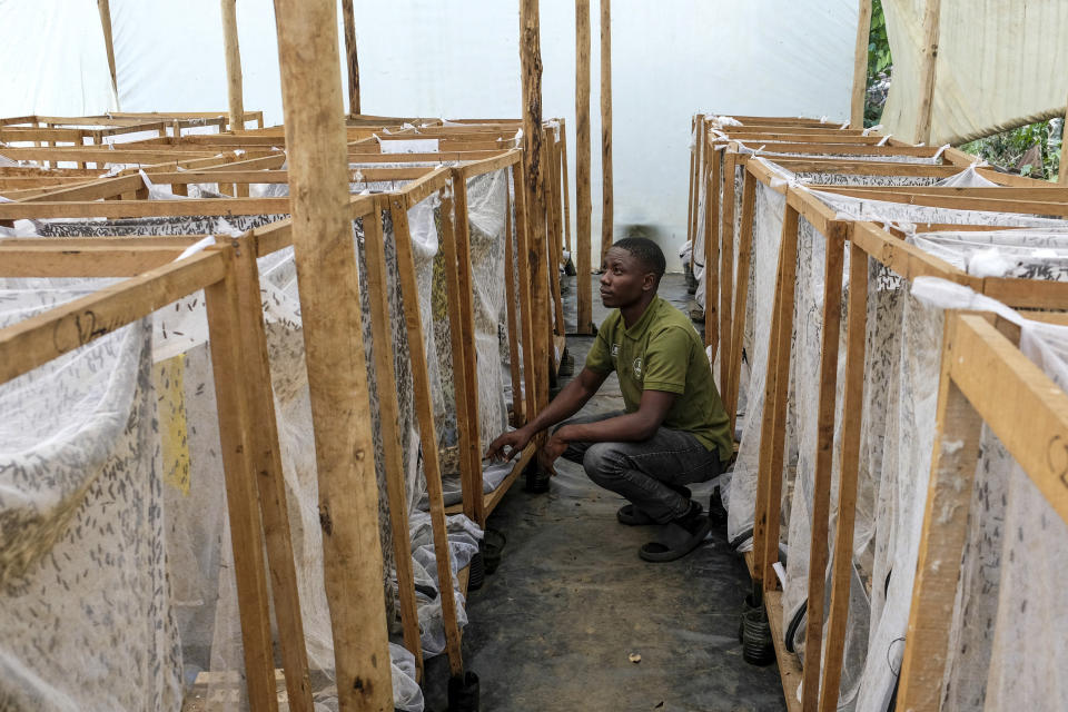 Muhammad Magezi of agricultural exporter Enimiro checks on cages holding black soldier flies, whose larvae are used to produce organic fertilizer from food waste, in a breeding section in Kangulumira, Kayunga District, Uganda Monday, Sept. 5, 2022. Uganda is a regional food basket but the war in Ukraine has caused fertilizer prices to double or triple, causing some who have warned about dependence on synthetic fertilizer to see larvae farming as an exemplary effort toward sustainable organic farming. (AP Photo/Hajarah Nalwadda)