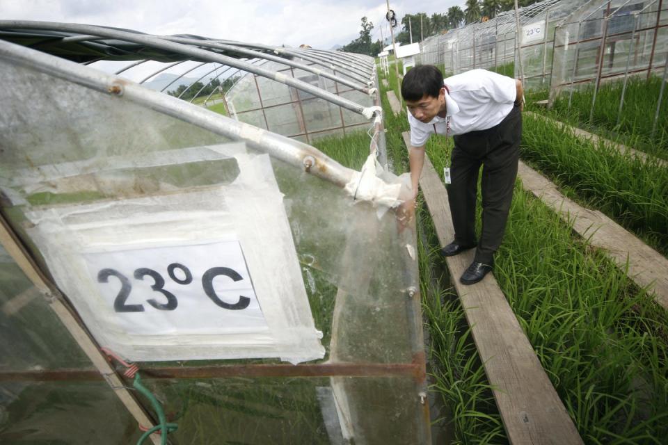 <span class="caption">A scientist in China inspects rice bred to withstand the impacts of global warming.</span> <span class="attribution"><a class="link " href="https://www.gettyimages.com/detail/news-photo/climate-warming-agriculture-rice-feature-by-cecil-morella-news-photo/76139928?adppopup=true" rel="nofollow noopener" target="_blank" data-ylk="slk:Luis Liwanag/AFP via Getty Images;elm:context_link;itc:0;sec:content-canvas">Luis Liwanag/AFP via Getty Images</a></span>