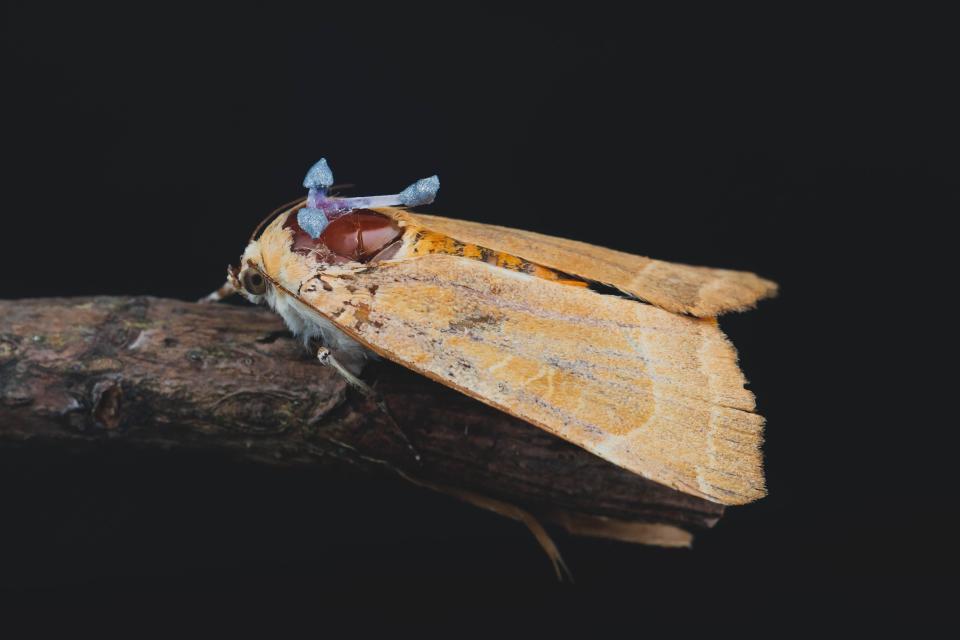 A moth with a red marker attached to allow researchers to motion capture its flight