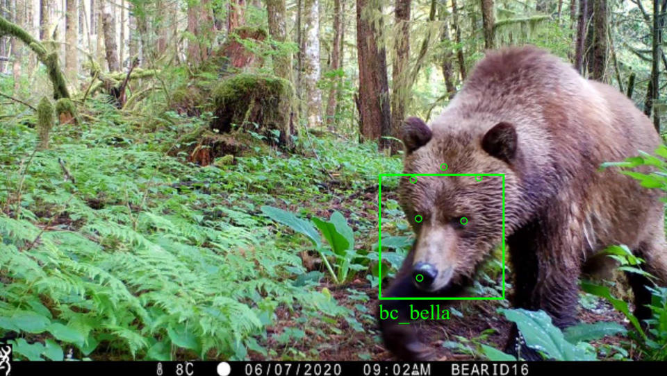 <div class="inline-image__caption"><p>This camera trap is using BearID to identify the individual brown bear. </p></div> <div class="inline-image__credit">The BearID Project/Ed Miller</div>