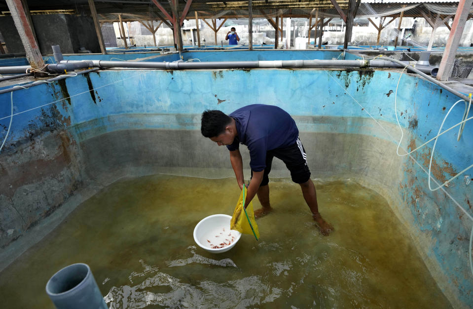 A worker scoops up baby clownfish at a breeding facility in Buleleng, Bali, Indonesia, Wednesday, April 13, 2022. (AP Photo/Tatan Syuflana)