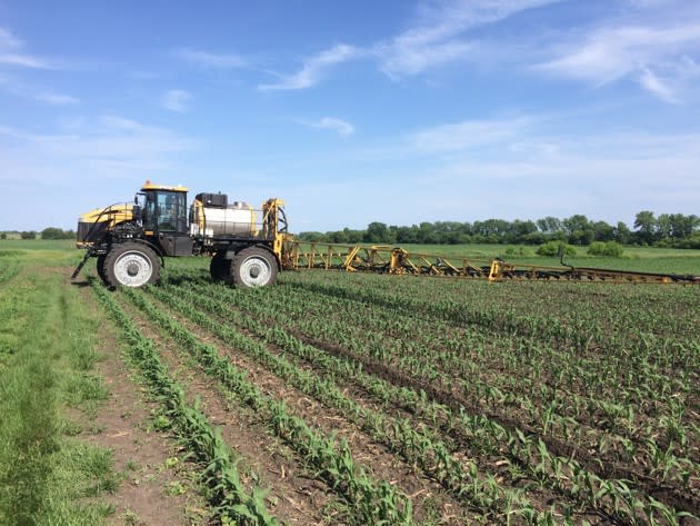 Ryan Gieseke now farms corn on Diane Freutel’s land (Alana Semuels / The Atlantic)