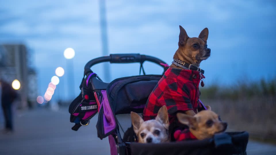 Three chihuahuas wearing matching coats watch their owner from a stroller on November 27, 2020, in Rehoboth Beach, Delaware. - Mark Makela/Getty Images