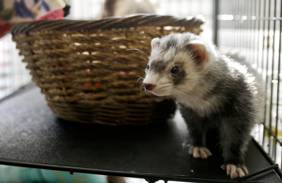 In this Wednesday, Dec. 19, 2012 photo, one of the ferret pets of Pat Wright hangs out in its well adorned cage, in La Mesa, Calif. Ferrets are illegal to own in California. Keeping a ferret as a pet takes more time, care and money than owning a dog or cat. The American Veterinary Medical Association in Schaumburg, Ill., which recently posted a YouTube video describing how to care for pet ferrets, noted that they need to be caged most of the time, require hours of exercise and emit a musky odor that many people find unpleasant. (AP Photo/Lenny Ignelzi)