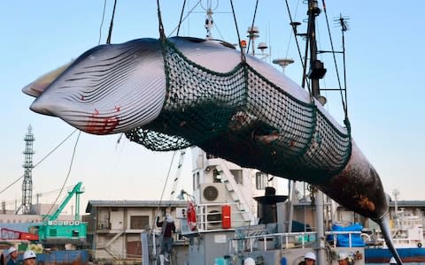 A minke whale is unloaded at a port after a whaling for scientific purposes in Kushiro - Credit: AP