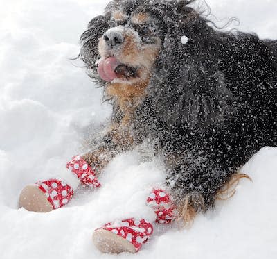 Paw covers for dogs can keep their feet warm and protected from road salt. <a href="https://newsroom.ap.org/detail/PetsColdFeet/711807120a854c5787e5dfdaba307a44/photo?Query=dog%20boots&mediaType=photo&sortBy=&dateRange=Anytime&totalCount=379&digitizationType=Digitized&currentItemNo=12&vs=true&vs=true" rel="nofollow noopener" target="_blank" data-ylk="slk:AP Photo/Jim Cole;elm:context_link;itc:0;sec:content-canvas" class="link ">AP Photo/Jim Cole</a>