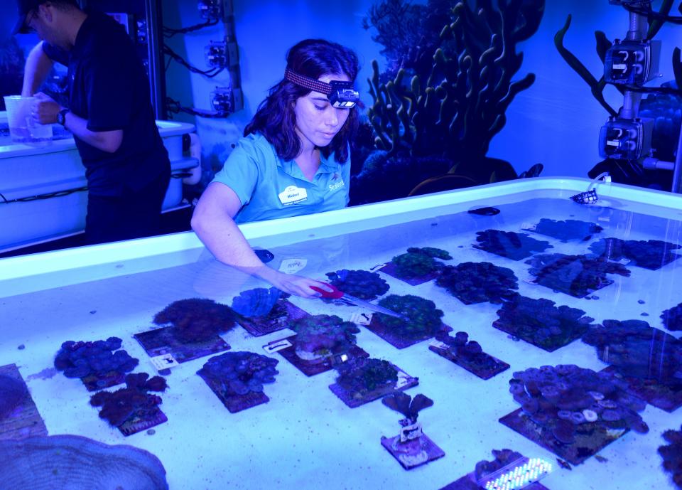 Midori Mendoza, a coral biologist, feeds coral at the newly opened SeaWorld Coral Rescue Center. The center is trying to raise and preserve coral from the Florida Reef Tract.