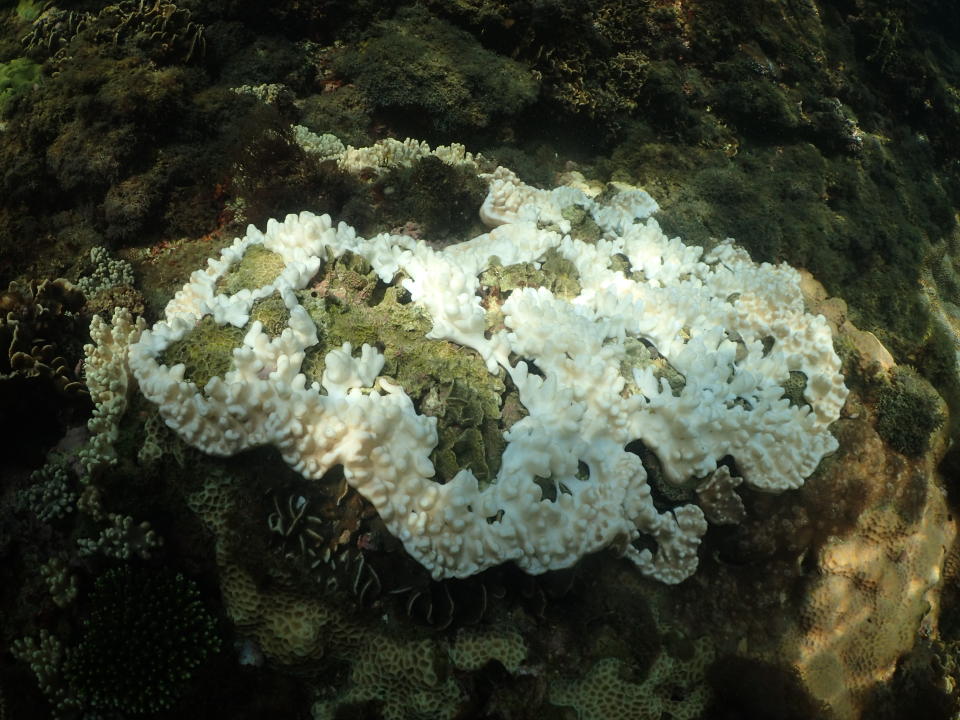 極端氣候造成各地氣溫升高，海中珊瑚也受影響，北台灣海域珊瑚群聚首次紀錄到大規模的珊瑚白化，中研院學者指出，這顯示氣候變遷引起的海水升溫已不只衝擊低緯度熱帶珊瑚礁。圖為白化細枝鹿角珊瑚。 中央社（中研院生物多樣性中心提供）