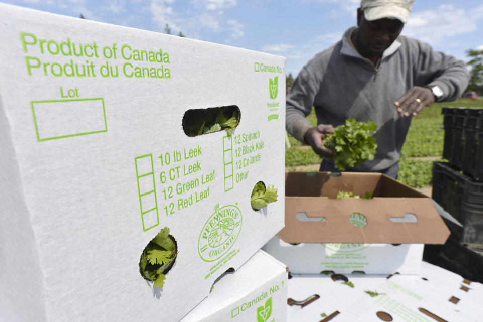 NEW HAMBURG, ON- AUGUST 28: Desmond Daley from Jamaica packs freshly cut cilantro. Pfenning's Organic Farms in New Hamburg, Ontario, employs Canadians and Jamaican migrant farm workers to work its fields and packing warehouse. The owners would like to see its Jamaican workers afforded better pathways to becoming permanent residents and have open work permits that give workers the ability to easily change employers. Jim Rankin/Toronto Star (Jim Rankin/Toronto Star via Getty Images)