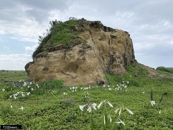 八斗子潮境公園、復育公園百合花復育有成，吸引許多民眾前來賞花與拍照。〈記者王世明攝〉