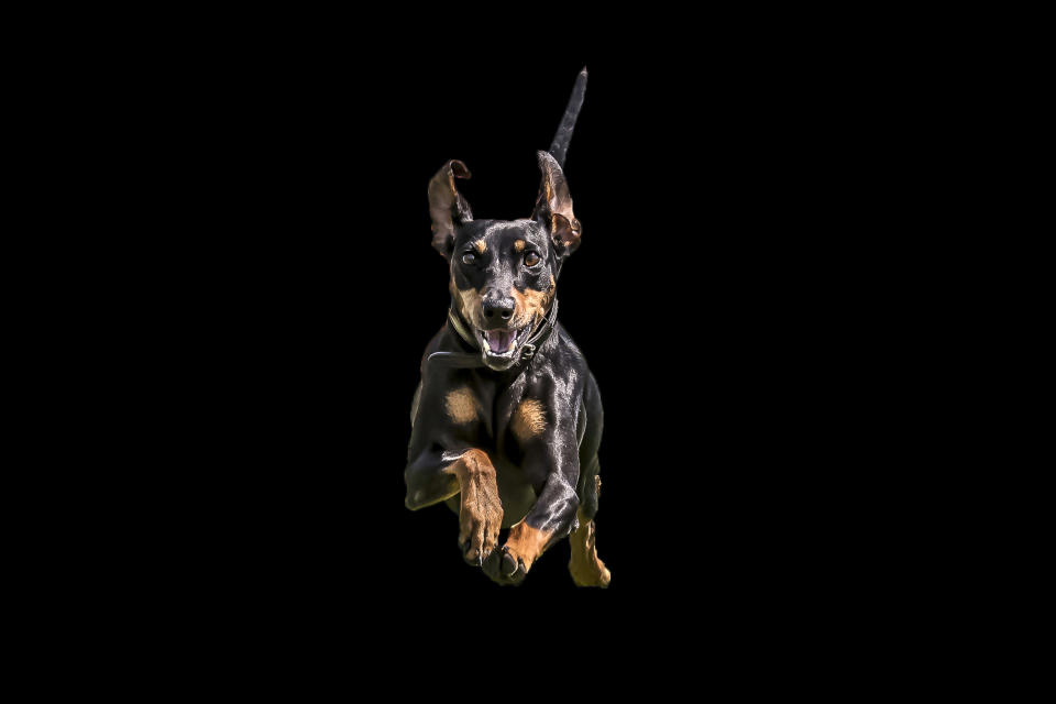 <p>So elegant und grazil wie der Pinscher durch die Gegend segelt, hätte er gute Chancen, der Star in einer Ballettklasse zu werden. Vielleicht entscheidet er sich noch für einen zweiten Karriereweg. (Foto: Peter Mueller / Caters News) </p>