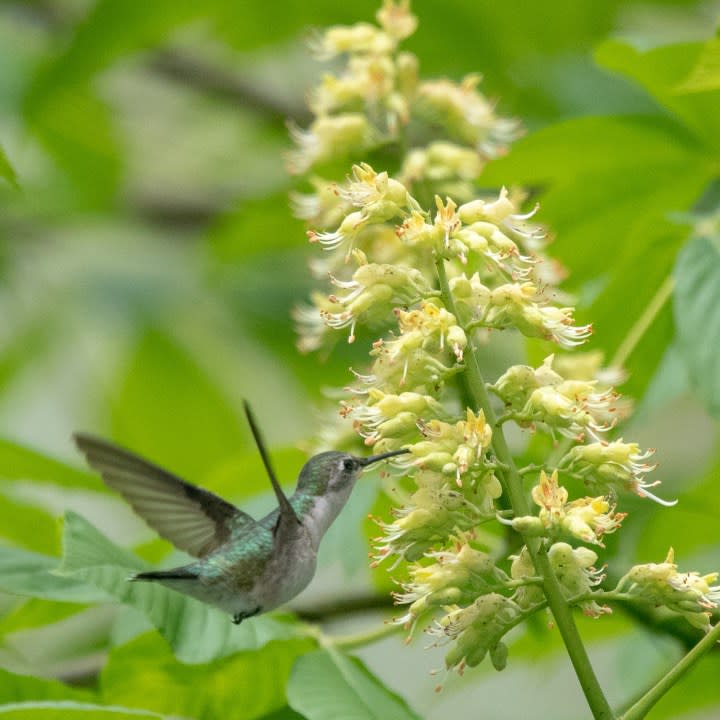 A female ruby-throated hummingbird. (Photo Courtesy/Ohio Division of Wildlife)