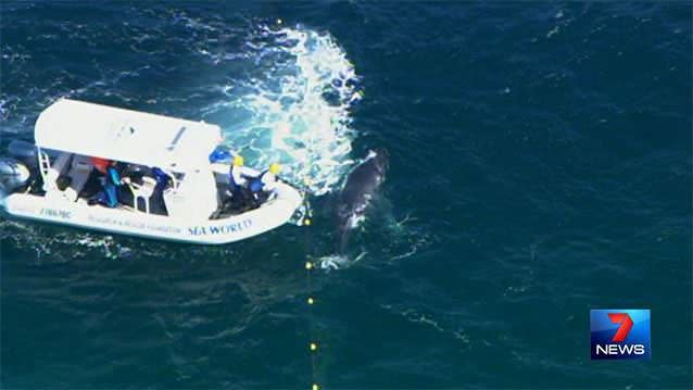 Seaworld rescuers arrived at the scene, working to free the calf as its mother watched on nearby. Photos: 7News