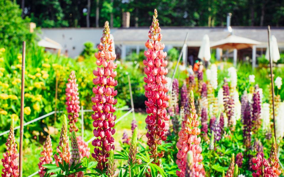 Brightly-coloured lupins add height and intrigue to front gardens  - sam pelly