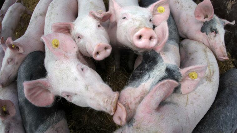 Vor den deutschen Schlachthöfen löst sich der Schweinestau langsam aber sicher auf. Foto: dpa