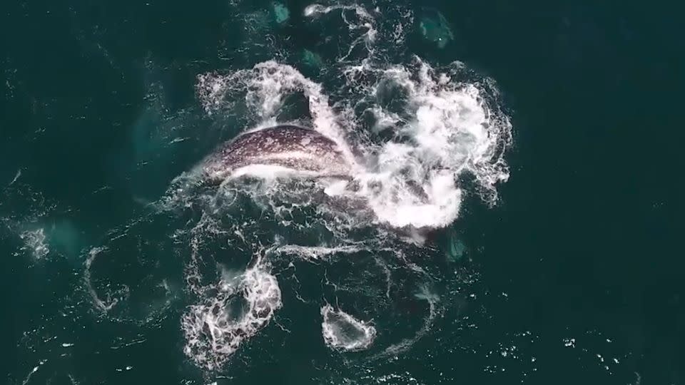 The frenzied attack lasted more than an hour. Source: Discovery Whale Watch