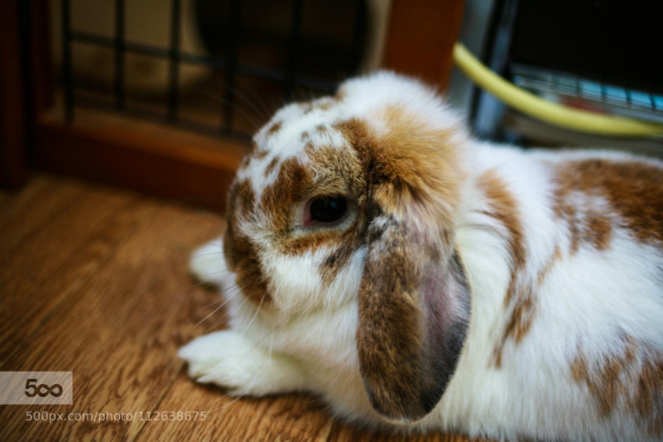 My lopped ear rabbit was relaxing in the afternoon.