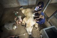 <p>Victor, a 620 kg polar bear, is given an allergy test at the Yorkshire Wildlife Park near Doncaster after he and a smaller bear, Nobby, began suffering from abscesses on their feet. (PA) </p>