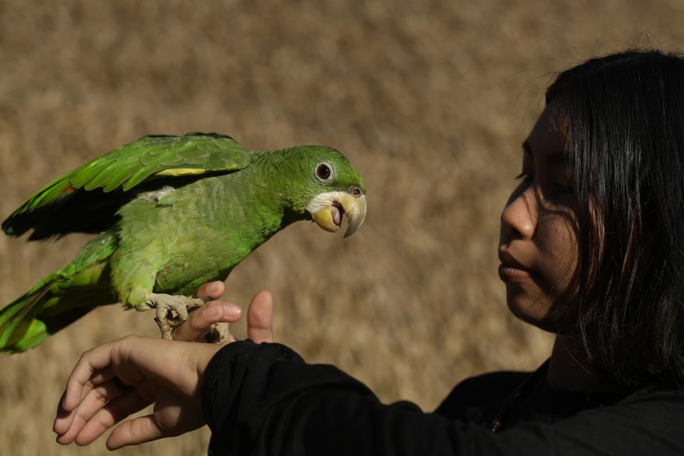 Indigenous youth Morang Juma, daughter of leader Mayta Juma, plays with a parrot in her community, near Canutama, Amazonas, state Brazil, Sunday, July 9, 2023. The Juma seemed destined to disappear following the death of the last remaining elderly man, but under his three daughters’ leadership, they changed the patriarchal tradition and now fight to preserve their territory and culture. (AP Photo/Andre Penner)