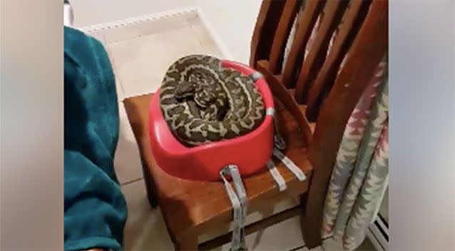 The family had sat down to dinner unaware they were in the presence of a large python. Source: The Snake Catcher 24/7 – Sunshine Coast via Storyful