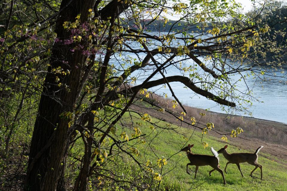 Wildlife can be seen along the trails at Clinton State Park like this pair of whitetail deer running toward the woods Friday.