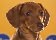 Harry, a 12-week-old chocolate dachshund, is described as a "lovable little terror." (Photo by Keith Barraclough/DCL)