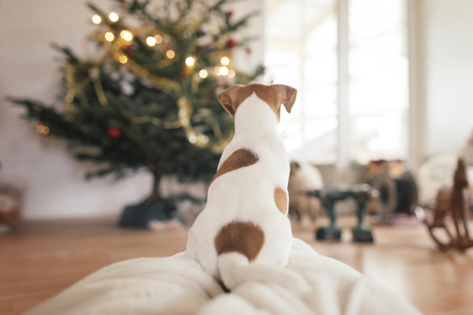 That beautifully-decorated Christmas tree may be a potential hazard for your furry animal friend. (Photo: Getty Creative)