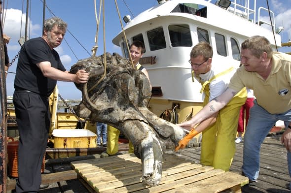 40,000-year-old woolly mammoth skeleton found in North Sea