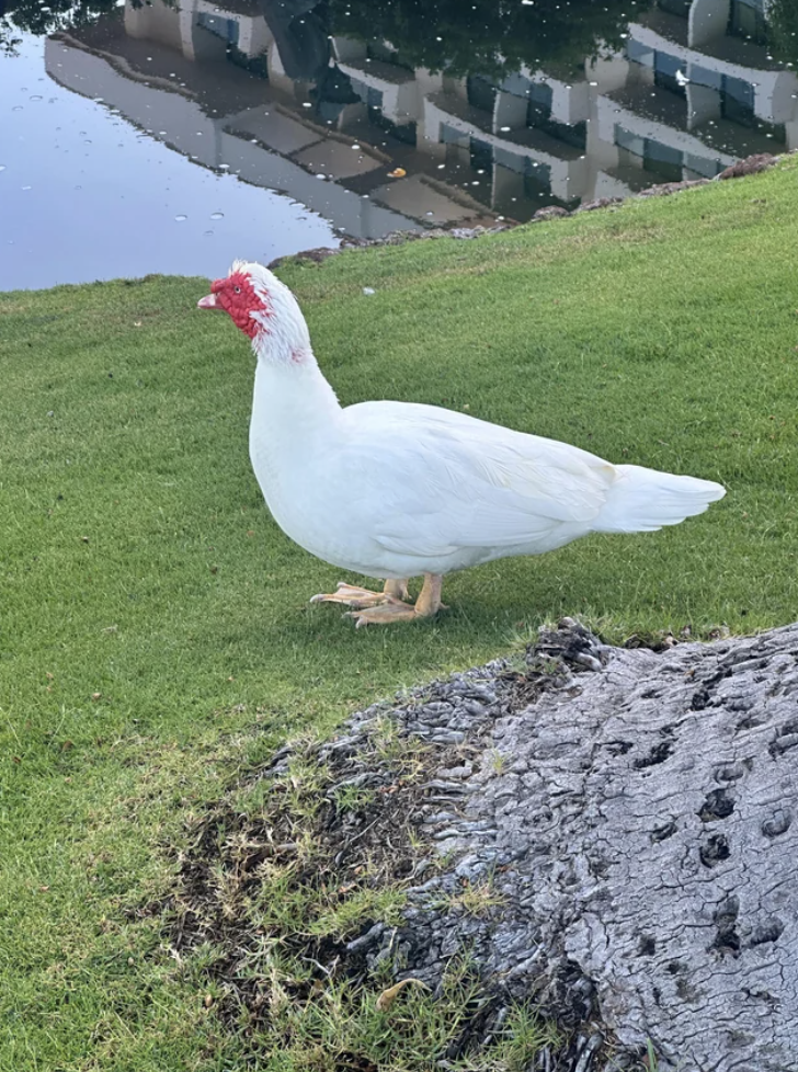 A Muscovy duck