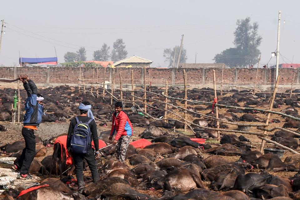 EDITORS NOTE: Graphic content / A Hindu devotee slaughters a buffalo as an offering to Hindu goddess Gadhimai during the Gadhimai Festival in Bariyarpur, 160 kms south of the capital Kathmandu on December 3, 2019. - The stench of raw meat hung in the air and pools of blood dotted the muddy ground on December 3 as what is thought to be the world's biggest animal sacrifice swung into action in a remote area of Nepal. (Photo by PRAKASH MATHEMA / AFP) / GRAPHIC CONTENT (Photo by PRAKASH MATHEMA/AFP via Getty Images)