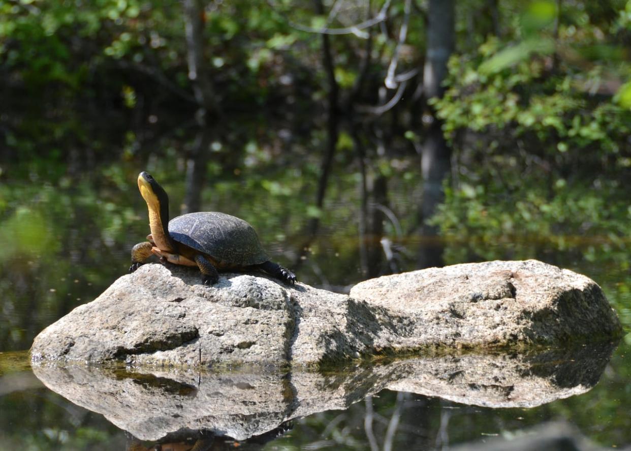 Blanding’s turtles are an endangered species. Researchers are hoping to help more eggs hatch by providing the turtles with a safer nesting area. (Jeffie McNeil - image credit)