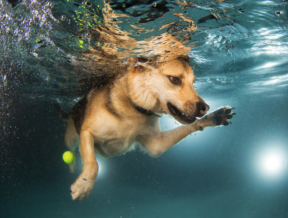 Mandy, a shepherd mix, at her swimming lesson. She has since been adopted.