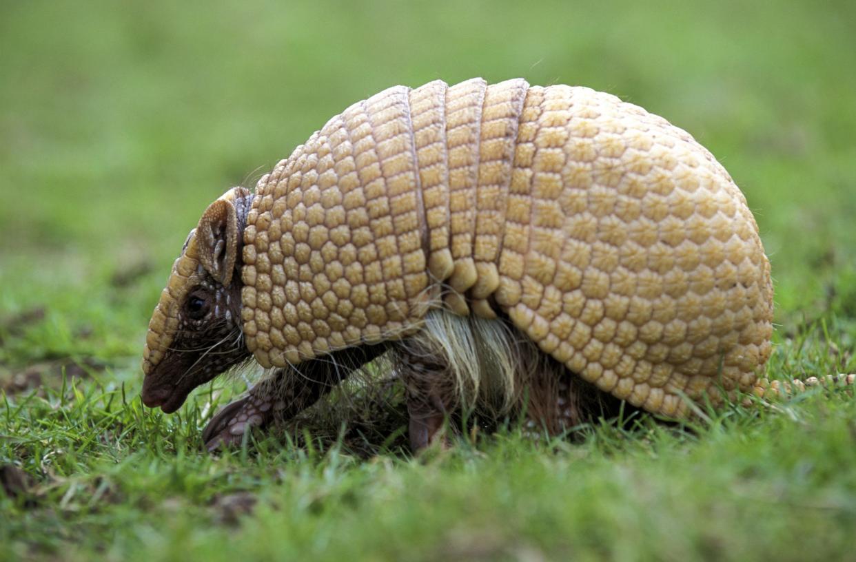 Authorities believe the armadillo may still be on the loose (AFP/Mark Payne-Gill)