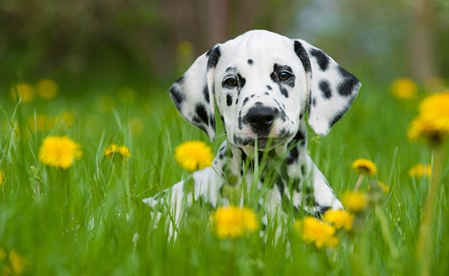 puppy-dalmatian