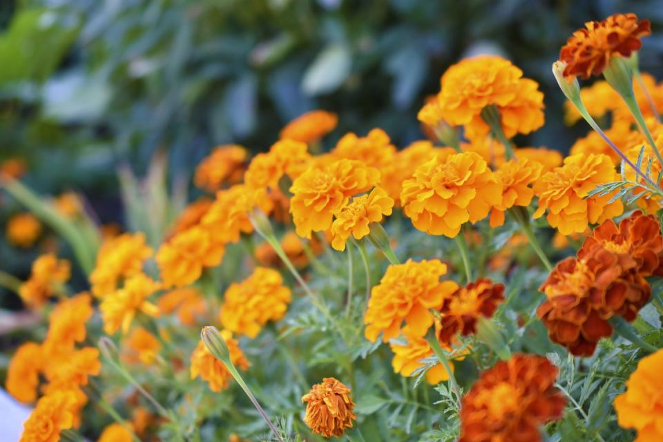 red and yellow flowers marigolds lat tagetes is a genus of annual and perennial plants of the asteraceae family