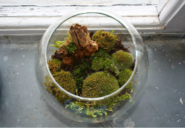 Uses of Charcoal - Grow a Terrarium