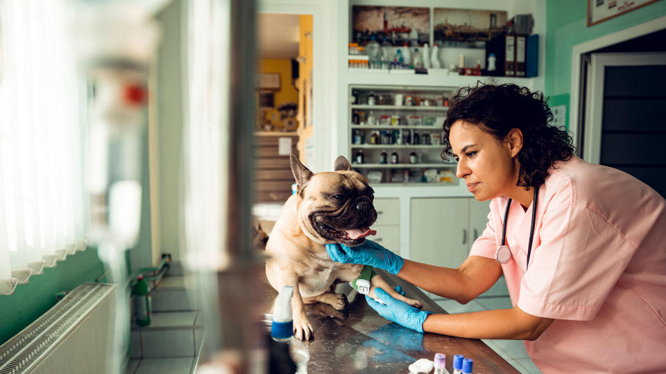 Dog having a check up from a vet