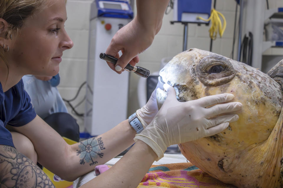 In this undated photo provided by the Brevard Zoo, Bubba, a 375-plus-pound loggerhead sea turtle, receives medical treatment at the Sea Turtle Healing Center at the Brevard Zoo in Melbourne, Fla. (Brevard Zoo via AP)