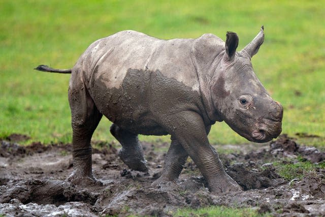 Southern white rhino calf Zawadi